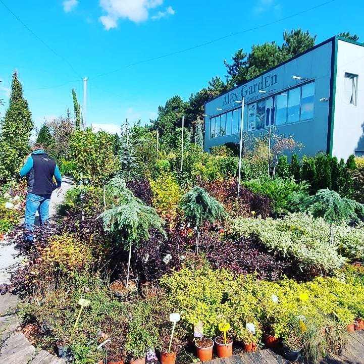 Arbori Ornamentali
