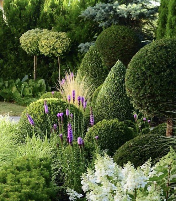 Buxus topiary