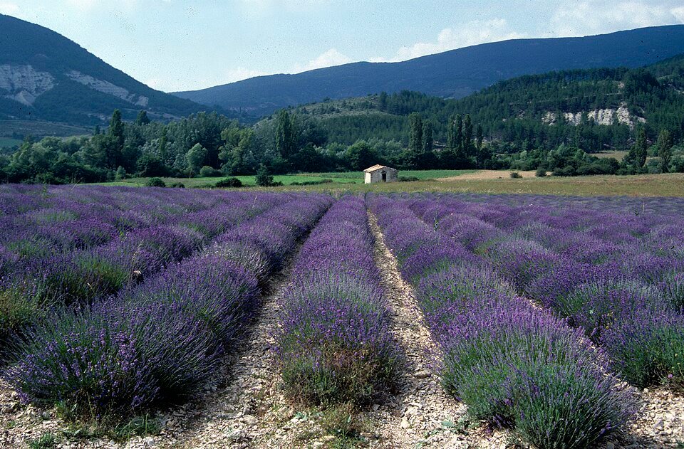Lavanda