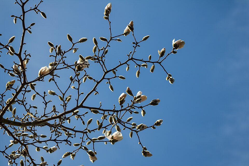 Magnolia