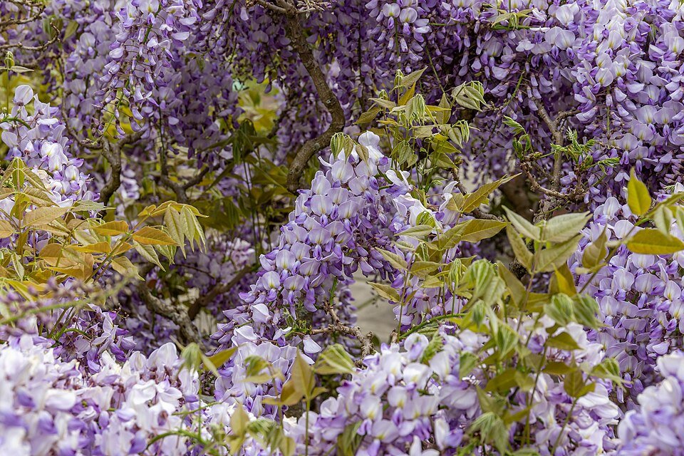 Wisteria