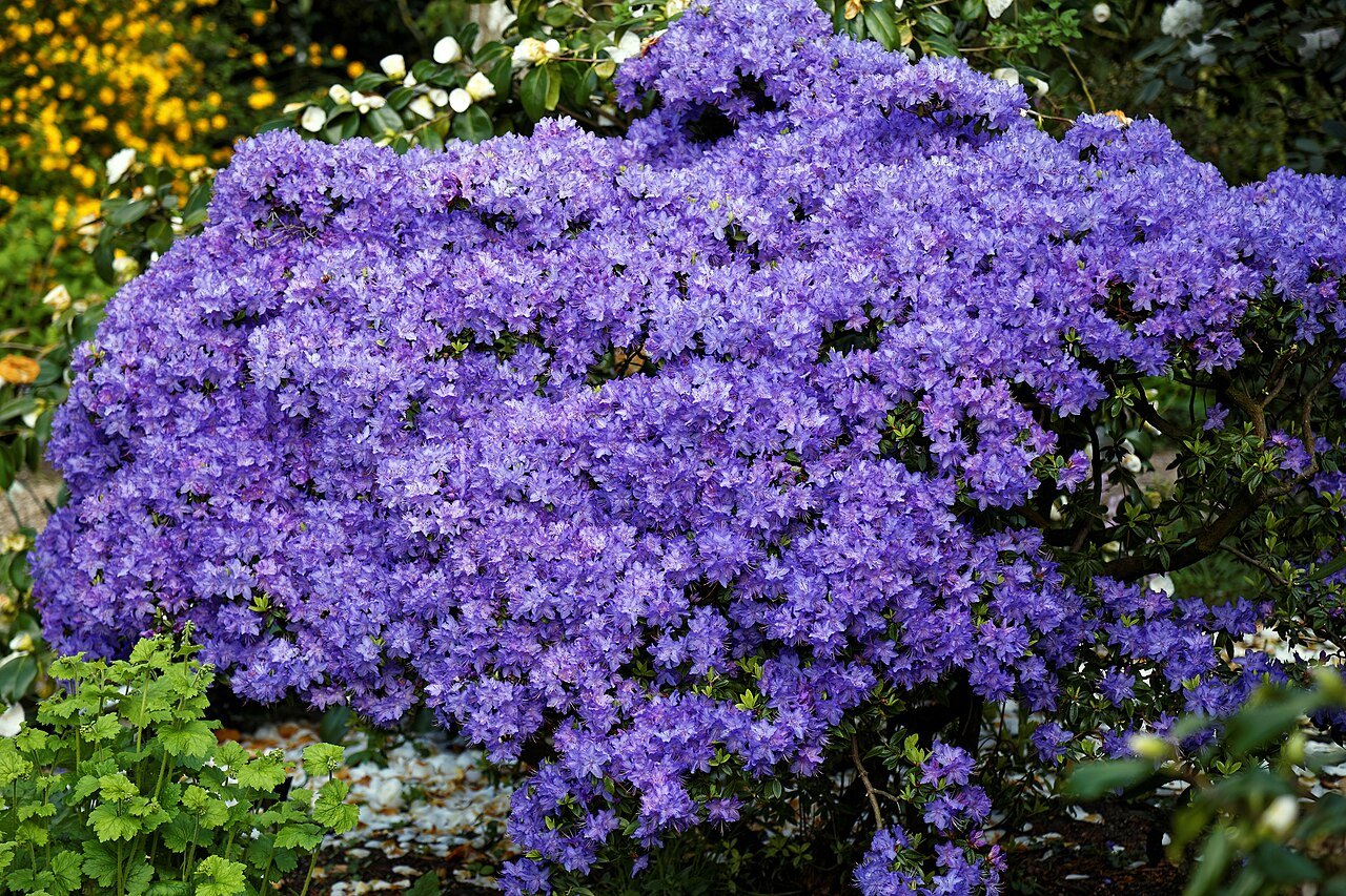 Liliac Violet