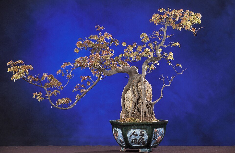 Măslin Bonsai Centenar
