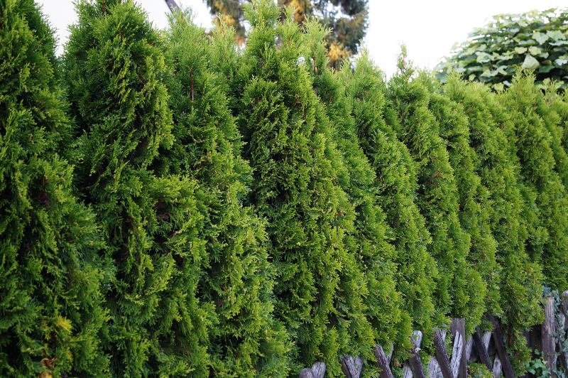 Hortensie Paniculată