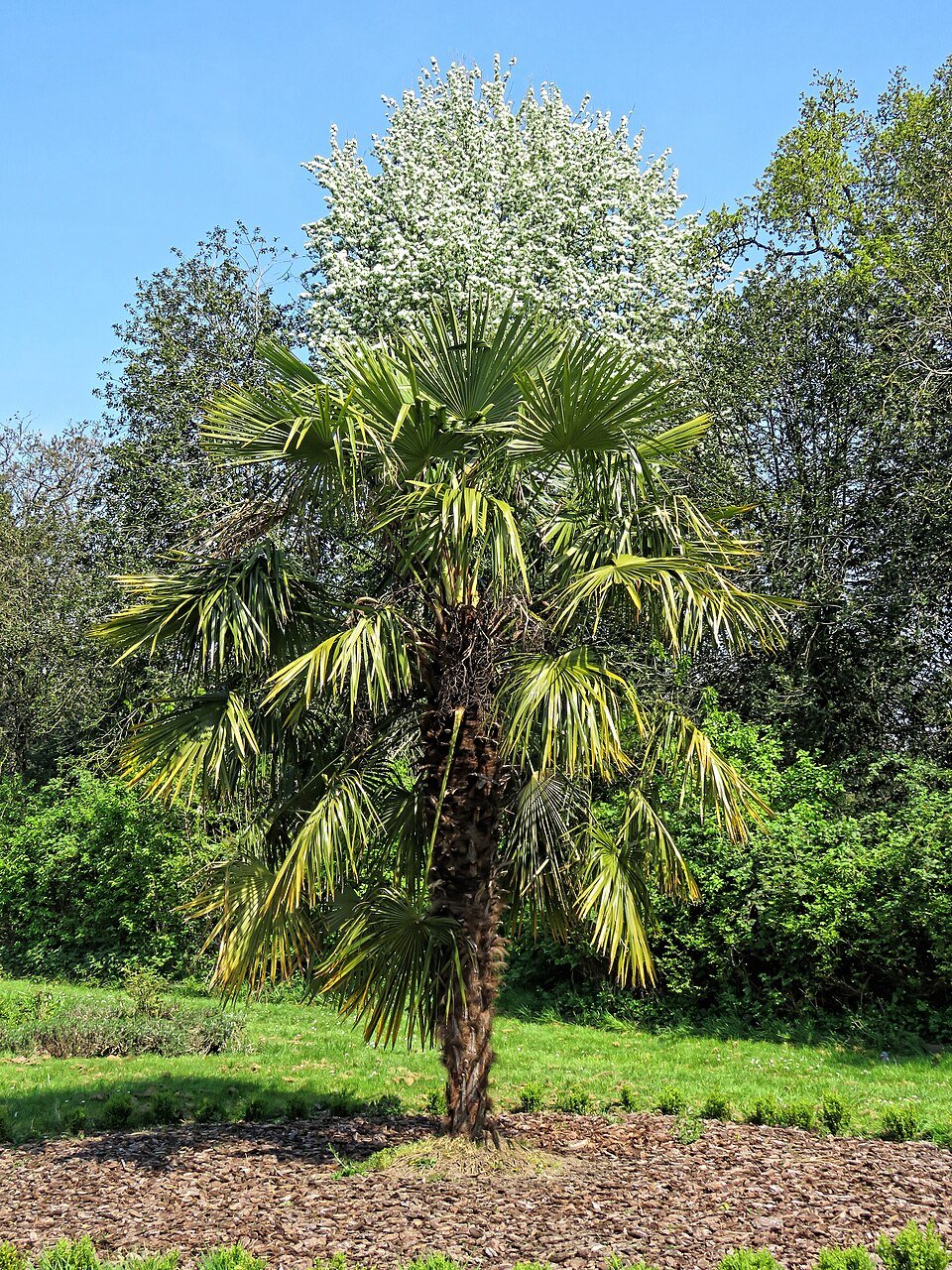 Palmier Trachycarpus